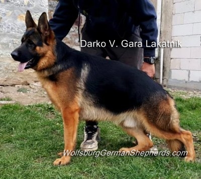 German Shepherd male